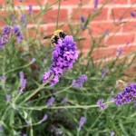 Photo of the Day - 30th June 2020
