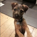Dog of the Day - 22nd June 2020 - Wilf