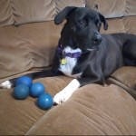Dog of the Day - 23rd June 2020 - Squirt