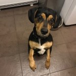 Dog of the Day - 24th June 2020 - Bruno