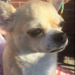 Dog of the Day - 25th June 2020