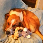 Dog of the Day - 27th June 2020 - Tokyo