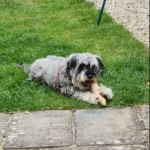 Dog of the day - 28th June 2020 - Gus
