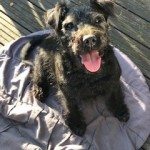 Dog of the Day - 29th June 2020 - Minnie