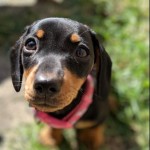 Dog of the Day - 30th June 2020