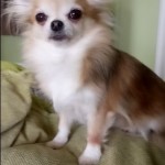 Dog of the Day - 1st July 2020 - Prue