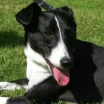 Dog of the Day - 2nd July 2020 - Jett