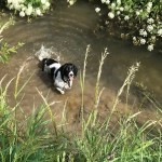 Dog of the Day - 3rd July 2020 - Buttons