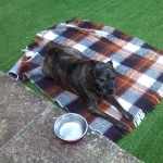 Dog of the Day - 5th July 2020