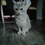 Cat of the Day - 27th June 2020 - Luna