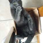 Cat of the Day - 28th June 2020 - Bobbi
