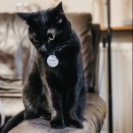 Cat of the Day - 29th June 2020 - Lunar