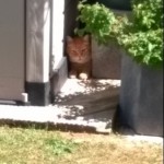 Cat of the Day - 30th June 2020