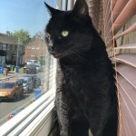 Cat of the Day - 1st July 2020 - Lara