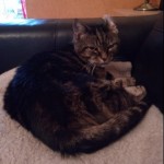 Cat of the Day - 2nd July 2020 - Teddy