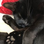 Cat of the Day - 3rd July 2020 - Smokey