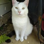 Cat of the Day - 4th July 2020 - Mr Dave Pludds