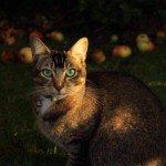 Cat of the Day - 5th July 2020 - Max