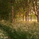 Photo of the Day - 22nd July 2020