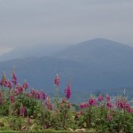 Photo of the Day - 27th July 2020