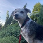 Dog of the Day - 8th July 2020 - Bertie