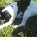 Dog of the Day - 9th July 2020