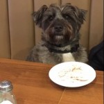 Dog of the Day - 10th July 2020 - Rollo the Westlake Warrior