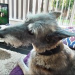 Dog of the Day - 11th July 2020 - Lexi