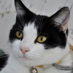 Cat of the Day - 6th July 2020 - Minstrel