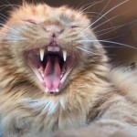 Cat of the Day - 7th July 2020 - Sir Hector