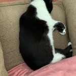 Cat of the Day - 8th July 2020 - Mr Cain