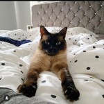 Cat of the Day - 10th July 2020 - Ezio