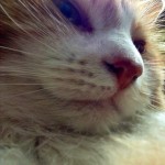 Cat of the Day - 11th July 2020 - Suzi