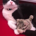 Cat of the Day - 12th July 2020 - Nala