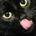 Cat of the Day - 13th July 2020 - Midnight