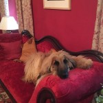 Dog of the Day - 12th July 2020 - Hector