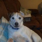 Dog of the Day - 14th July 2020 - Buddy