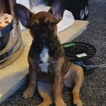 Dog of the Day - 15th July 2020 - Cute!