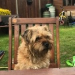 Dog of the Day - 16th July 2020 - Pippin