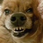 Dog of the Day - 17th July 2020 - Charlie