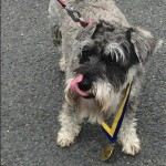 Dog of the Day - 18th July 2020 - Sydney