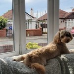 Dog of the Day - 19th July 2020 - Daisy