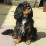 Dog of the Day - 20th July 2020 - Penny