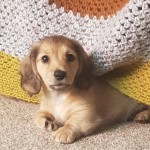 Dog of the Day - 21st July 2020 - Higgins