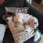 Dog of the Day - 22nd July 2020