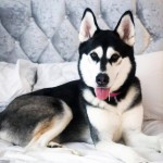Dog of the Day - 24th July 2020 - Akira
