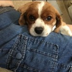 Dog Of The Day - 25th July 2020