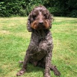 Dog of the Day - 26th July 2020 - Ziggy