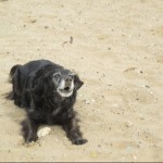 Dog of the Day - 27th July 2020 - Copper