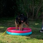 Dog of the Day - 28th July 2020 - Billy